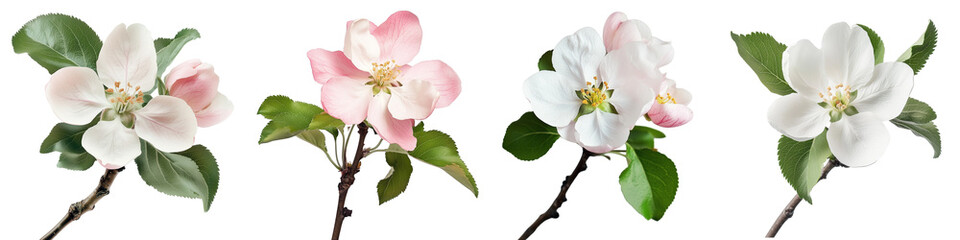 Obraz premium Set of apple blossom flowers with leaves, isolated on a transparent background