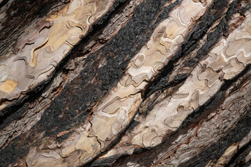 Tree bark.Tree trunk. Pine tree trunk bark, rusty texture natural background.