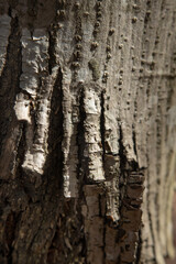 Tree bark.Tree trunk. Pine tree trunk bark, rusty texture natural background.