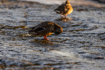 A female mallard duck rests on the icy shore, surrounded by scattered reeds and frozen water. The golden sunlight highlights her feathers, creating a peaceful winter scene in nature.