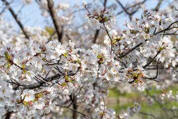 Cherry blossoms in full bloom