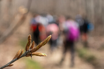 Groups walking in the forest in spring. People walking in the green field. Mountaineering in Türkiye. People walking in the forest. Yalova, Türkiye.