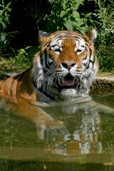 Sibirische Tiger (Panthera tigris) auch Amurtiger  liegt im Wasser 