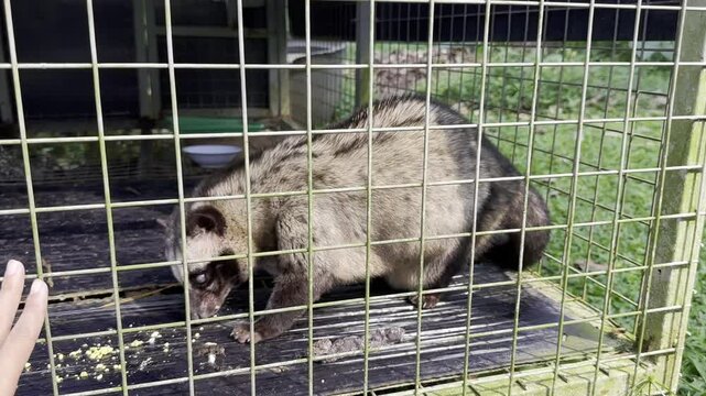 Visiting a Mini Zoo &ndash; Peacocks, Coffee Civets, Brahmas & deer