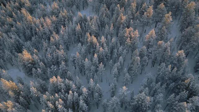 aerial top down view of coniferous pine snowy trees forest at sunrise finland,bird's eye view