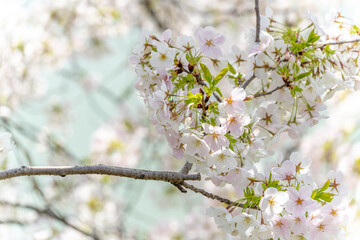 Cherry blossoms in full bloom