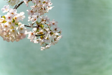 Cherry blossoms in full bloom