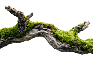 Moss-covered tree branch isolated on transparent background