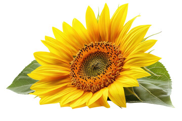 Obraz premium Vibrant sunflower summer bloom bright yellow petals isolated on white background studio shot natural