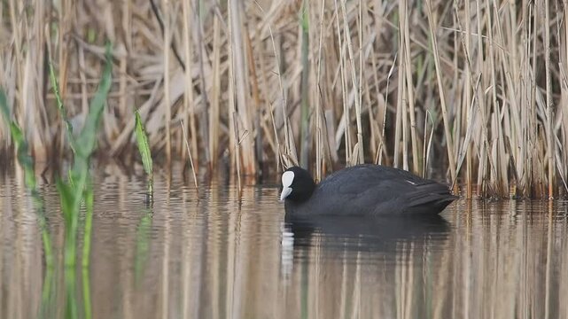 slow motion o Eurasian coot  swimming in lake