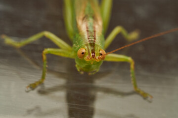 Green Grasshopper on White Background
