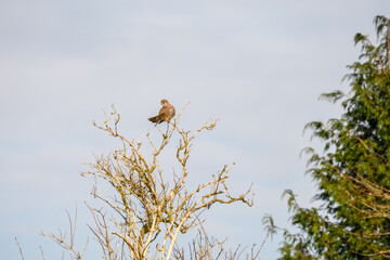 a kestrel (Falco tinnunculus) bird raptor sitting atop a winter tree