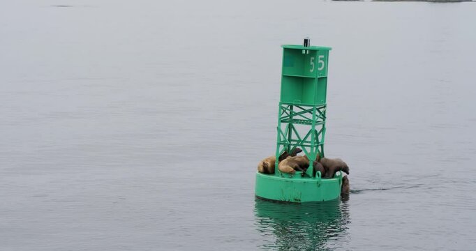 Group of Steller Sea Lions resting on a navigational buoy, Sitka, Alaska, USA.