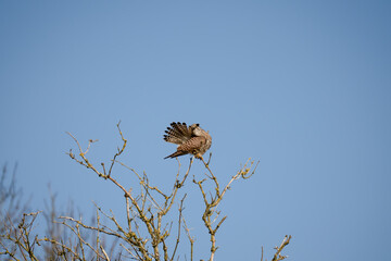 a kestrel (Falco tinnunculus) bird raptor sitting atop a winter tree