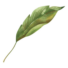 Obraz premium Green Palm Leaf Clipart, Hand Painted Watercolor Tropical Leaf