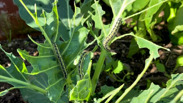 Filming of some hairy, black and yellow Pieris brassicae caterpillars eating cabbage plant leaves. We see that they have devoured most of the leaves, leaving only the stem.