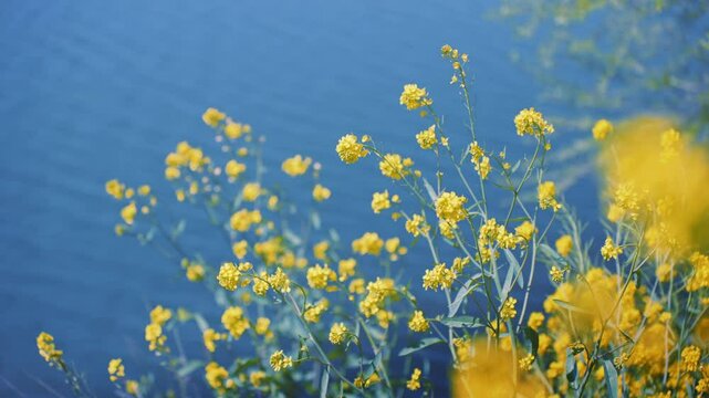 多摩川沿いに咲く菜の花と川面の風景（狛江・登戸・調布エリア）