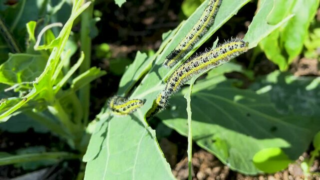 Close-up filming of Pieris brassicae caterpillars on cabbage leaves. We see that two caterpillars are communicating and contacting each other. There are other companions at their sides.