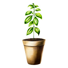 Sprig of fresh basil in pot with soil. Watercolor hand drawn herb, nettle branch isolated on transparent background illustration. For designers, menu, decoration, food blog, ecofriendly branding