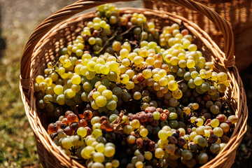 Harvesting at the winery. Wicker basket full of grapes.