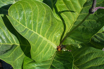 Anthurium jenmanii bowl version. In Indonesia often called Jenmanii Mangkok.