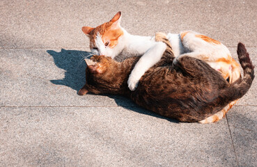 Two street cats cuddling and play-fighting on a sunny sidewalk. A tender moment between feral cats captured in natural daylight and urban surroundings.