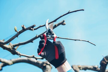 Gardener pruning trees with garden shears, secateurs. Pruning, garden care