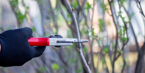 Gardener pruning a currant bush with secateurs in the garden