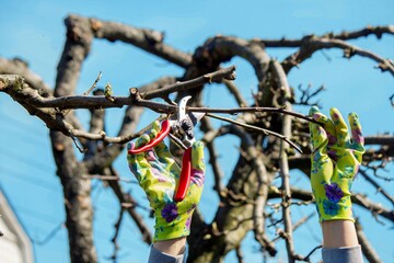 Gardener pruning trees with garden shears, secateurs. Pruning, garden care