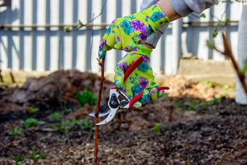Gardener's hands in gloves work with scissors, pruning raspberry branches
