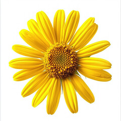 Obraz premium yellow daisy isolated