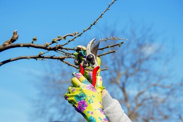 Gardener pruning trees with garden shears, secateurs. Pruning, garden care