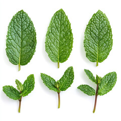 Naklejka premium Fresh vibrant mint leaves isolated on white background showcasing their lush green color and detailed texture perfect