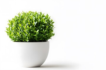 Small green plant in white pot against a bright white background.