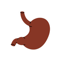 Stomach. Human internal organ. Vector illustration.