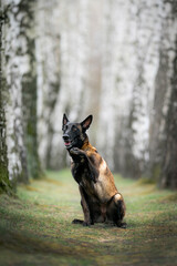 Amazing Belgian shepherd malinois give me your paw