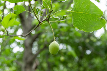 Fototapeta premium The fruit of the pear tree