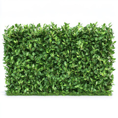 Obraz premium Lush green hedge vibrant foliage dense leaves perfect for landscaping design adds natural beauty fresh green tones