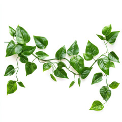 Lush green ivy vine vibrant leaves against white background perfect for nature decor or botanical design detailed close