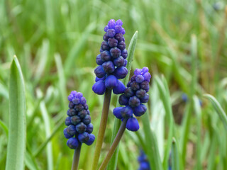 Blue flowering Grape Hyacinths lose up