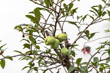 Fresh papaya fruit from the branches