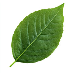 Obraz premium Lush green leaf vibrant detail nature s beauty isolated on white background perfect for botanical designs and eco