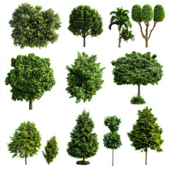 Fototapeta premium Lush green trees isolated on white background showcasing diverse foliage and shapes for landscaping design Perfect for