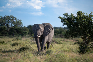 Obraz premium African elephant bull moving slowly towards the road through the grassland.