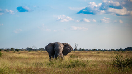 Lone African elephant bull facing head on with the clear African sky and savanna landscape in the...