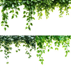 Lush green vines cascading down vibrant foliage isolated on white background perfect for nature designs and spring