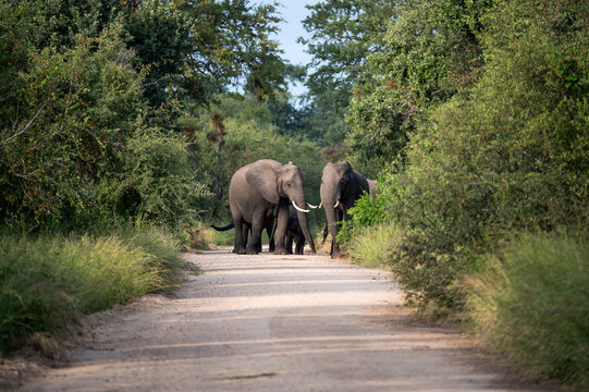 รูปภาพPachyderms – เลือกดูภาพถ่ายสต็อก เวกเตอร์ และวิดีโอ152,055 ...
