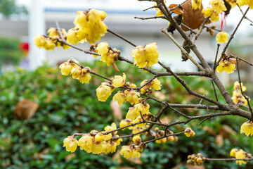 Chinese plum blossoms in full bloom