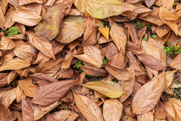 Yellow leaves on the ground