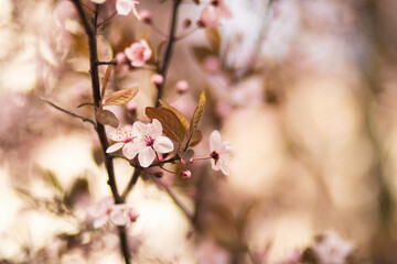 A close-up of pink cherry blossoms in full bloom. The delicate petals and fresh green leaves contrast against a blurred background with soft blue and earthy tones. Springtime nature scene.	